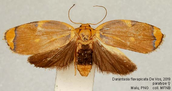 Malu Insects Papua Insects Foundation (Lepidoptera/Erebidae/Arctiinae/Lithosiini ...